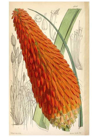 Reproducción/Reproduction 8600654148: Curtis's botanical magazine.. London ;New York [etc.] :Academic Press [etc.]