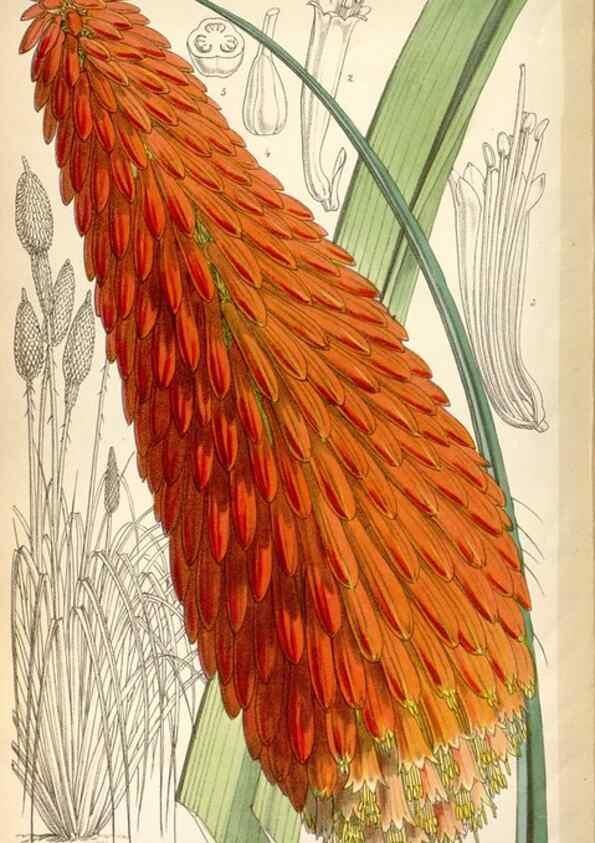 Reproducción/Reproduction 8600654148: Curtis's botanical magazine.. London ;New York [etc.] :Academic Press [etc.]