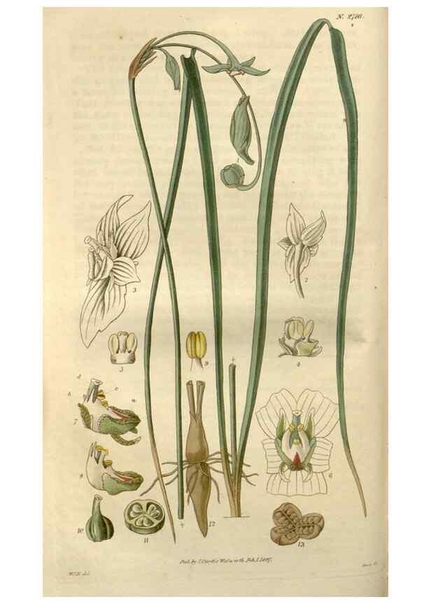 Reproducción/Reproduction 8609988225: Curtis's botanical magazine.. London ;New York [etc.] :Academic Press [etc.]