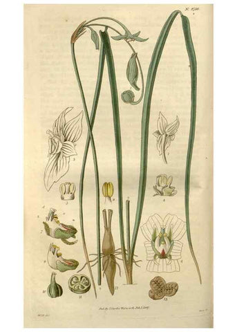 Reproducción/Reproduction 8609988225: Curtis's botanical magazine.. London ;New York [etc.] :Academic Press [etc.]