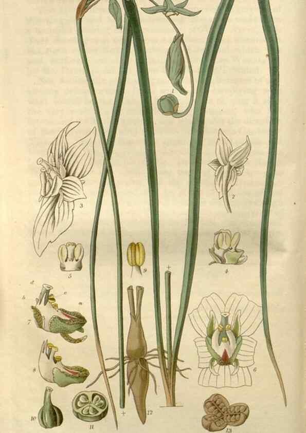 Reproducción/Reproduction 8609988225: Curtis's botanical magazine.. London ;New York [etc.] :Academic Press [etc.]