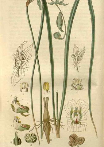 Reproducción/Reproduction 8609988225: Curtis's botanical magazine.. London ;New York [etc.] :Academic Press [etc.]