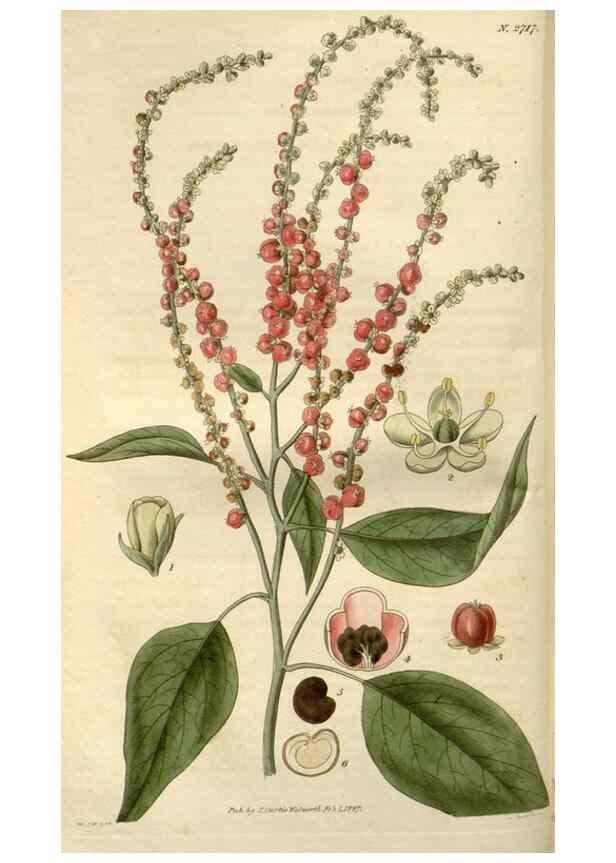 Reproducción/Reproduction 8609989509: Curtis's botanical magazine.. London ;New York [etc.] :Academic Press [etc.]