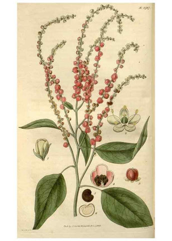 Reproducción/Reproduction 8609989509: Curtis's botanical magazine.. London ;New York [etc.] :Academic Press [etc.]