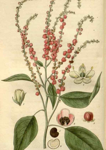 Reproducción/Reproduction 8609989509: Curtis's botanical magazine.. London ;New York [etc.] :Academic Press [etc.]
