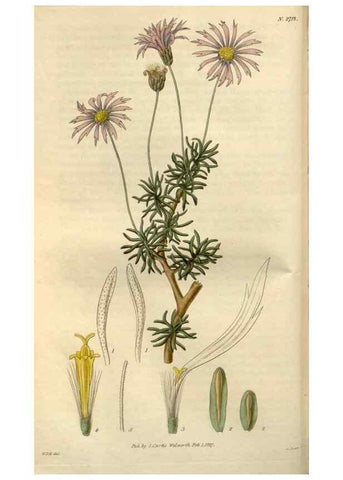 Reproducción/Reproduction 8611096926: Curtis's botanical magazine.. London ;New York [etc.] :Academic Press [etc.]