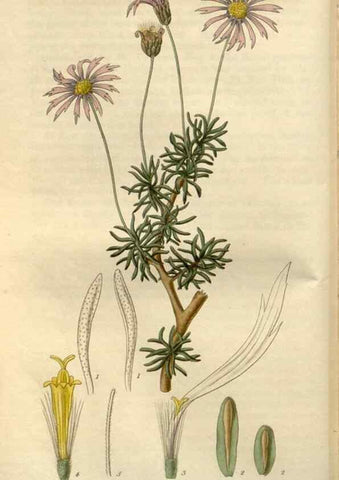 Reproducción/Reproduction 8611096926: Curtis's botanical magazine.. London ;New York [etc.] :Academic Press [etc.]
