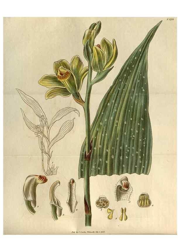 Reproducción/Reproduction 8609992197: Curtis's botanical magazine.. London ;New York [etc.] :Academic Press [etc.]