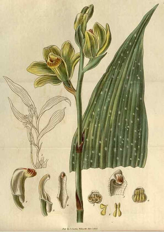 Reproducción/Reproduction 8609992197: Curtis's botanical magazine.. London ;New York [etc.] :Academic Press [etc.]