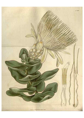 Reproducción/Reproduction 8611098954: Curtis's botanical magazine.. London ;New York [etc.] :Academic Press [etc.]