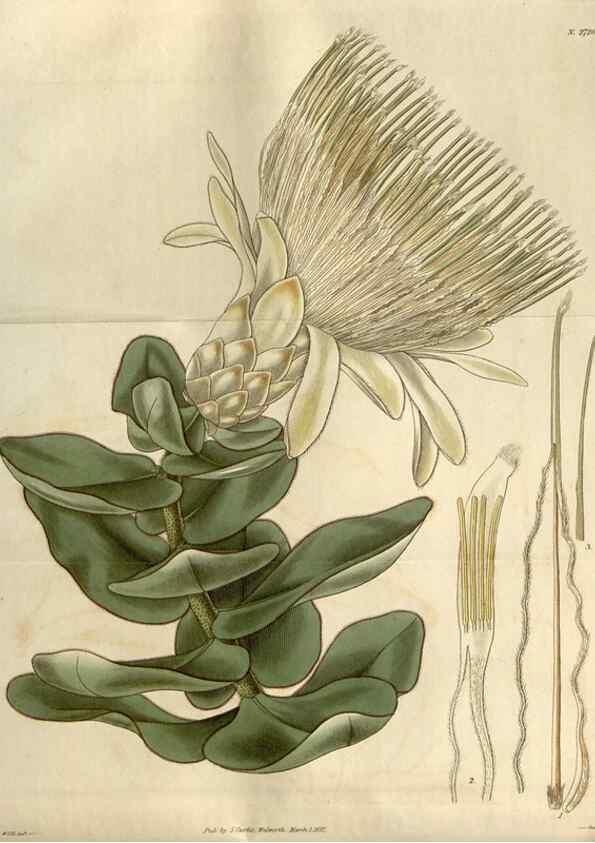 Reproducción/Reproduction 8611098954: Curtis's botanical magazine.. London ;New York [etc.] :Academic Press [etc.]