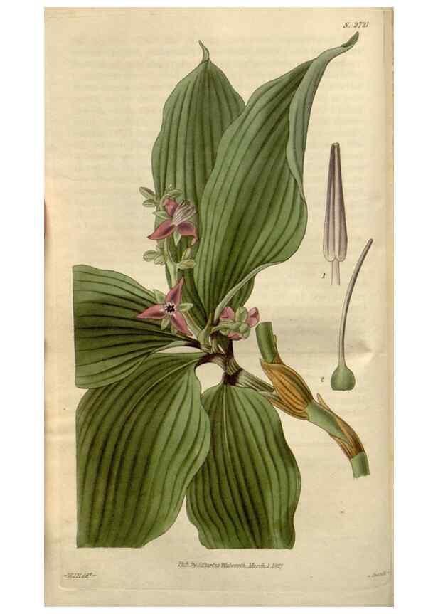 Reproducción/Reproduction 8609994143: Curtis's botanical magazine.. London ;New York [etc.] :Academic Press [etc.]