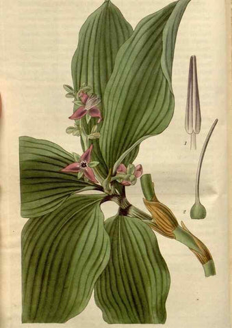 Reproducción/Reproduction 8609994143: Curtis's botanical magazine.. London ;New York [etc.] :Academic Press [etc.]