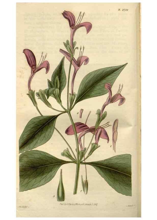 Reproducción/Reproduction 8609995537: Curtis's botanical magazine.. London ;New York [etc.] :Academic Press [etc.]
