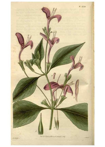 Reproducción/Reproduction 8609995537: Curtis's botanical magazine.. London ;New York [etc.] :Academic Press [etc.]