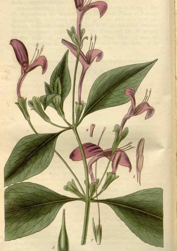 Reproducción/Reproduction 8609995537: Curtis's botanical magazine.. London ;New York [etc.] :Academic Press [etc.]