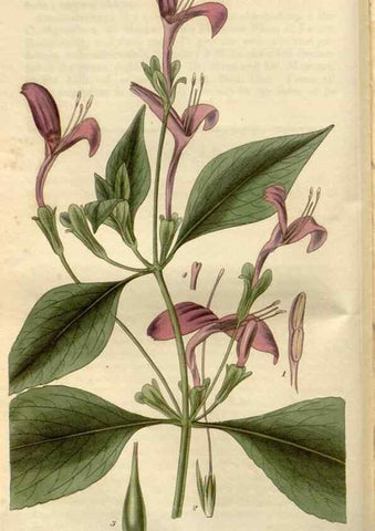 Reproducción/Reproduction 8609995537: Curtis's botanical magazine.. London ;New York [etc.] :Academic Press [etc.]