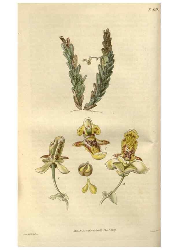Reproducción/Reproduction 8609987175: Curtis's botanical magazine.. London ;New York [etc.] :Academic Press [etc.]