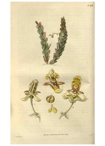 Reproducción/Reproduction 8609987175: Curtis's botanical magazine.. London ;New York [etc.] :Academic Press [etc.]