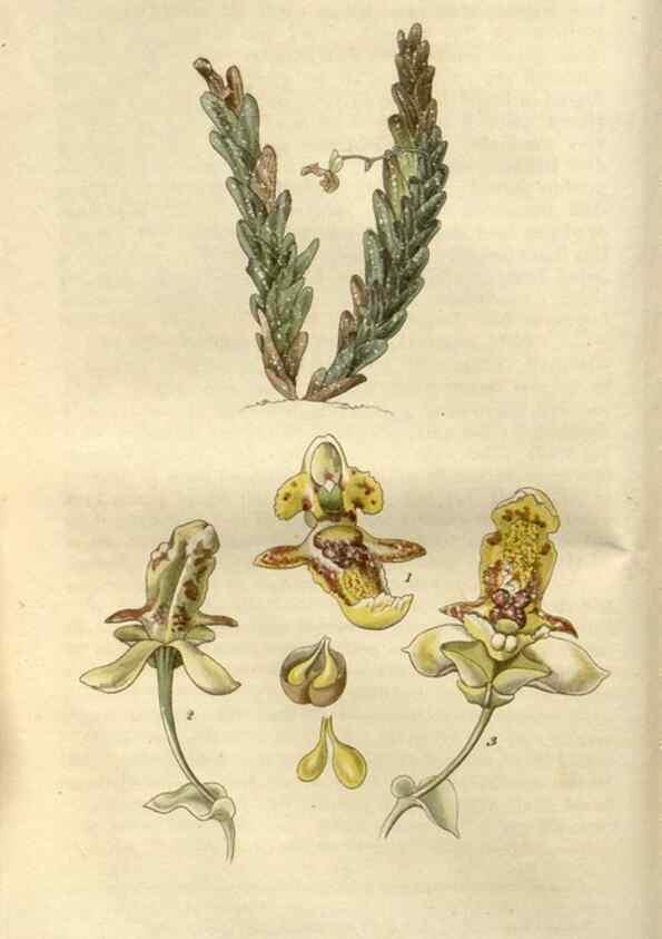 Reproducción/Reproduction 8609987175: Curtis's botanical magazine.. London ;New York [etc.] :Academic Press [etc.]