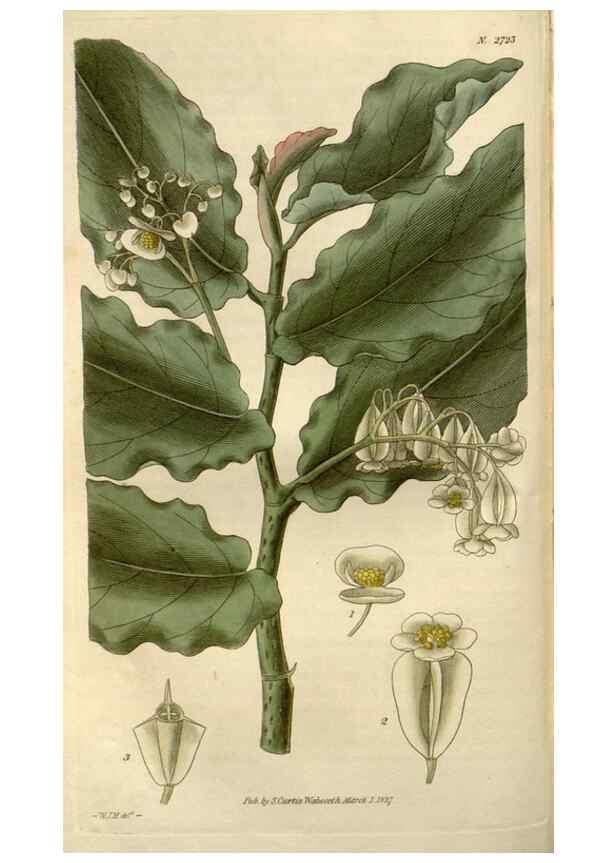 Reproducción/Reproduction 8611102802: Curtis's botanical magazine.. London ;New York [etc.] :Academic Press [etc.]