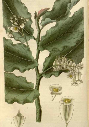 Reproducción/Reproduction 8611102802: Curtis's botanical magazine.. London ;New York [etc.] :Academic Press [etc.]