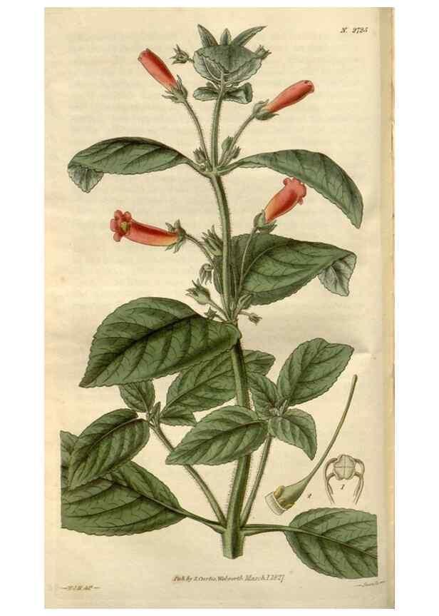 Reproducción/Reproduction 8611105078: Curtis's botanical magazine.. London ;New York [etc.] :Academic Press [etc.]