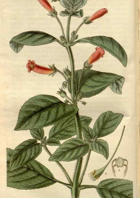 Reproducción/Reproduction 8611105078: Curtis's botanical magazine.. London ;New York [etc.] :Academic Press [etc.]
