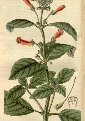 Reproducción/Reproduction 8611105078: Curtis's botanical magazine.. London ;New York [etc.] :Academic Press [etc.]