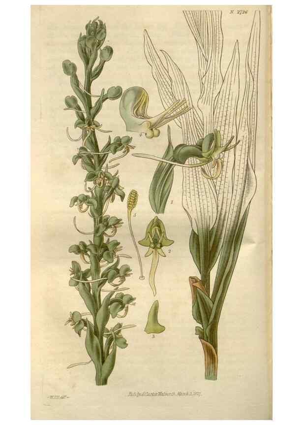 Reproducción/Reproduction 8610000217: Curtis's botanical magazine.. London ;New York [etc.] :Academic Press [etc.]