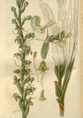 Reproducción/Reproduction 8610000217: Curtis's botanical magazine.. London ;New York [etc.] :Academic Press [etc.]