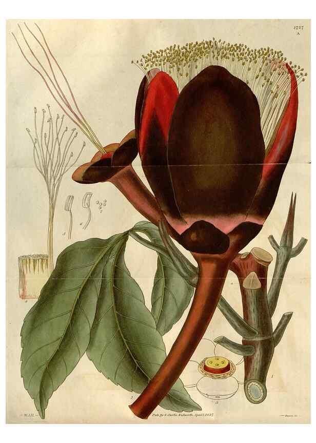 Reproducción/Reproduction 8610001913: Curtis's botanical magazine.. London ;New York [etc.] :Academic Press [etc.]