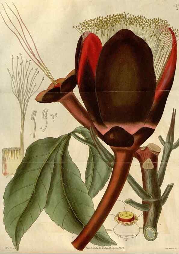 Reproducción/Reproduction 8610001913: Curtis's botanical magazine.. London ;New York [etc.] :Academic Press [etc.]