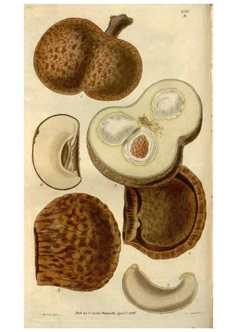 Reproducción/Reproduction 8611109386: Curtis's botanical magazine.. London ;New York [etc.] :Academic Press [etc.]