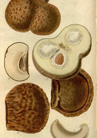 Reproducción/Reproduction 8611109386: Curtis's botanical magazine.. London ;New York [etc.] :Academic Press [etc.]