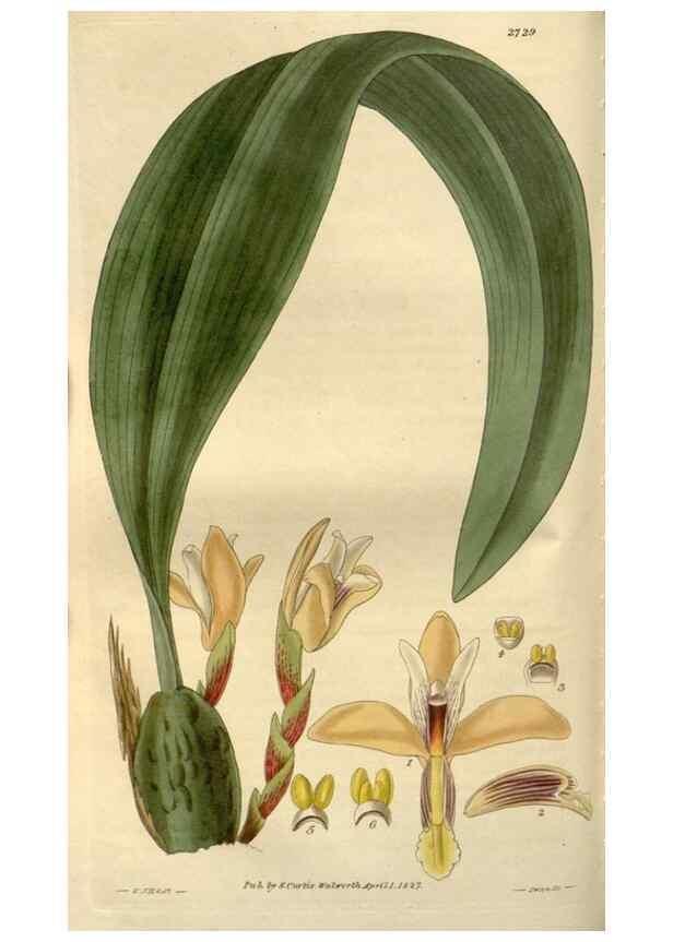 Reproducción/Reproduction 8611110508: Curtis's botanical magazine.. London ;New York [etc.] :Academic Press [etc.]