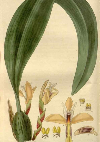 Reproducción/Reproduction 8611110508: Curtis's botanical magazine.. London ;New York [etc.] :Academic Press [etc.]