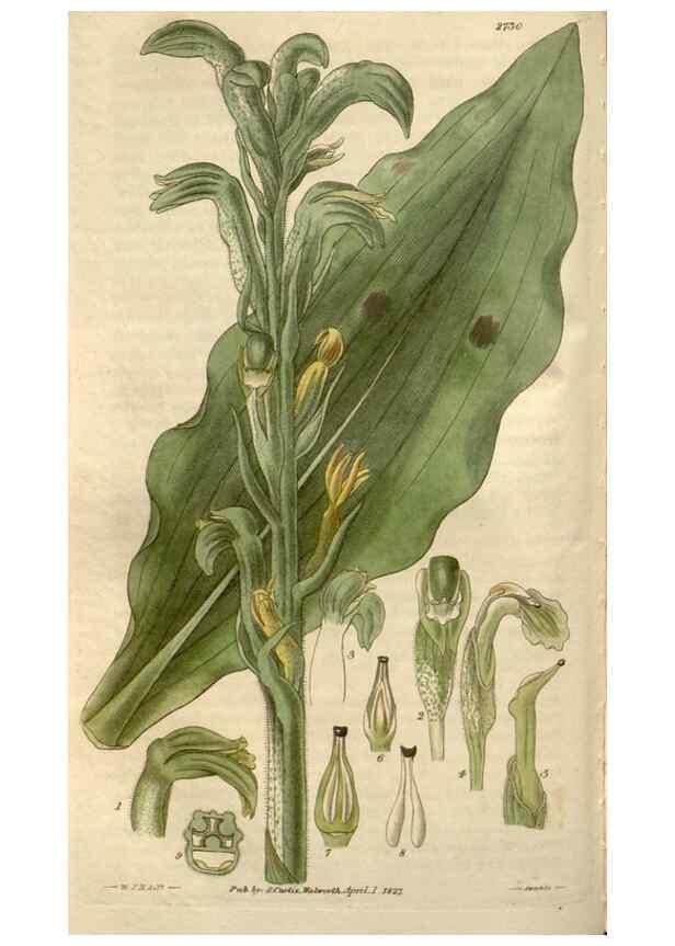 Reproducción/Reproduction 8611111668: Curtis's botanical magazine.. London ;New York [etc.] :Academic Press [etc.]