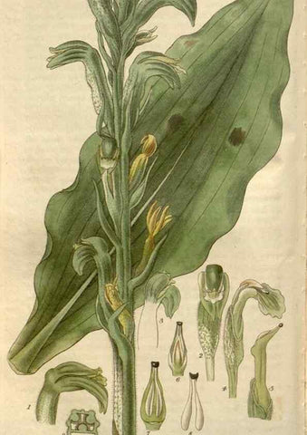 Reproducción/Reproduction 8611111668: Curtis's botanical magazine.. London ;New York [etc.] :Academic Press [etc.]