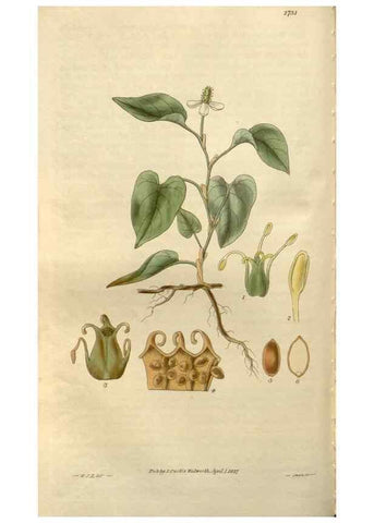 Reproducción/Reproduction 8611112652: Curtis's botanical magazine.. London ;New York [etc.] :Academic Press [etc.]