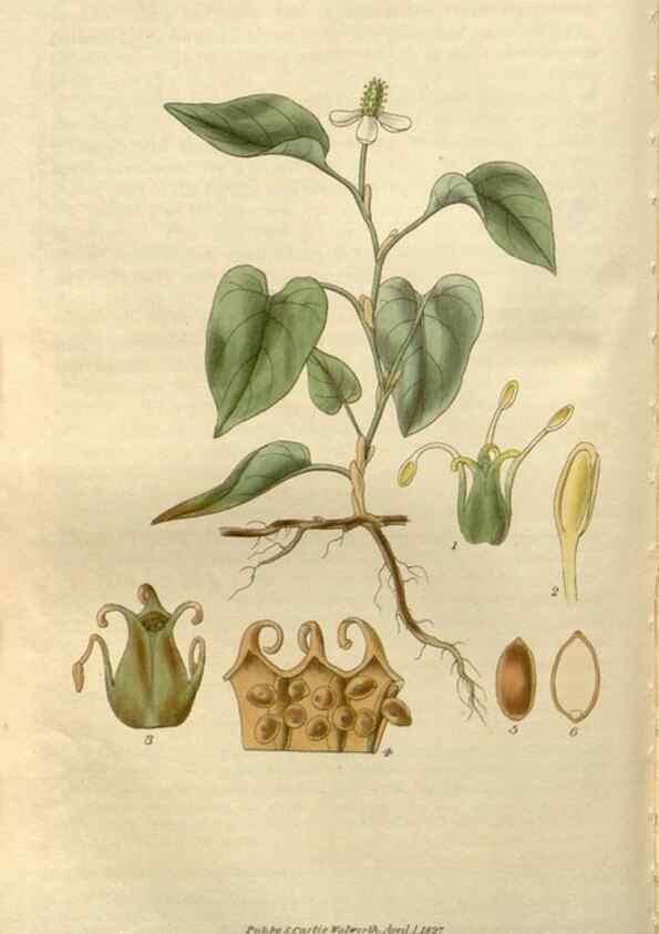 Reproducción/Reproduction 8611112652: Curtis's botanical magazine.. London ;New York [etc.] :Academic Press [etc.]