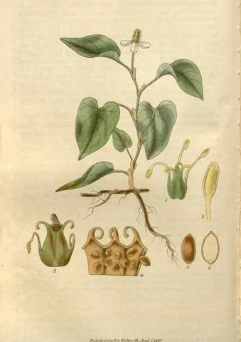 Reproducción/Reproduction 8611112652: Curtis's botanical magazine.. London ;New York [etc.] :Academic Press [etc.]