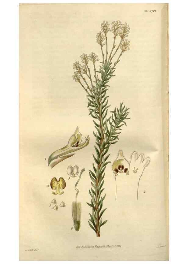 Reproducción/Reproduction 8611103796: Curtis's botanical magazine.. London ;New York [etc.] :Academic Press [etc.]
