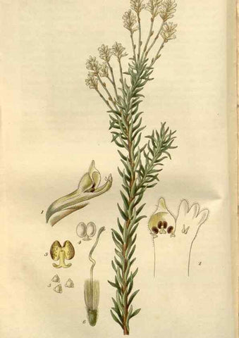 Reproducción/Reproduction 8611103796: Curtis's botanical magazine.. London ;New York [etc.] :Academic Press [etc.]
