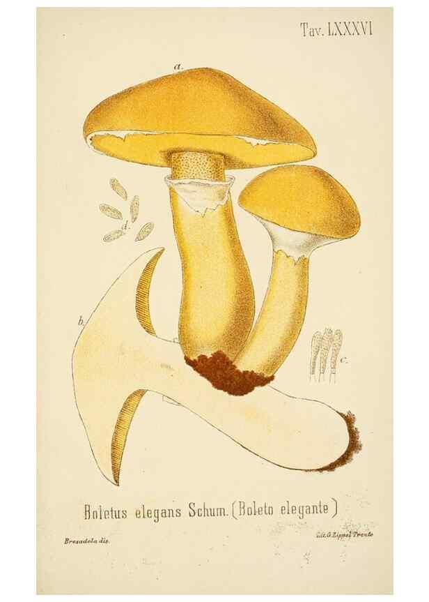 Reproducción/Reproduction 8573797963: I funghi mangerecci e velenosi dell'Europa media,. Trento,G. Zippel,1906.