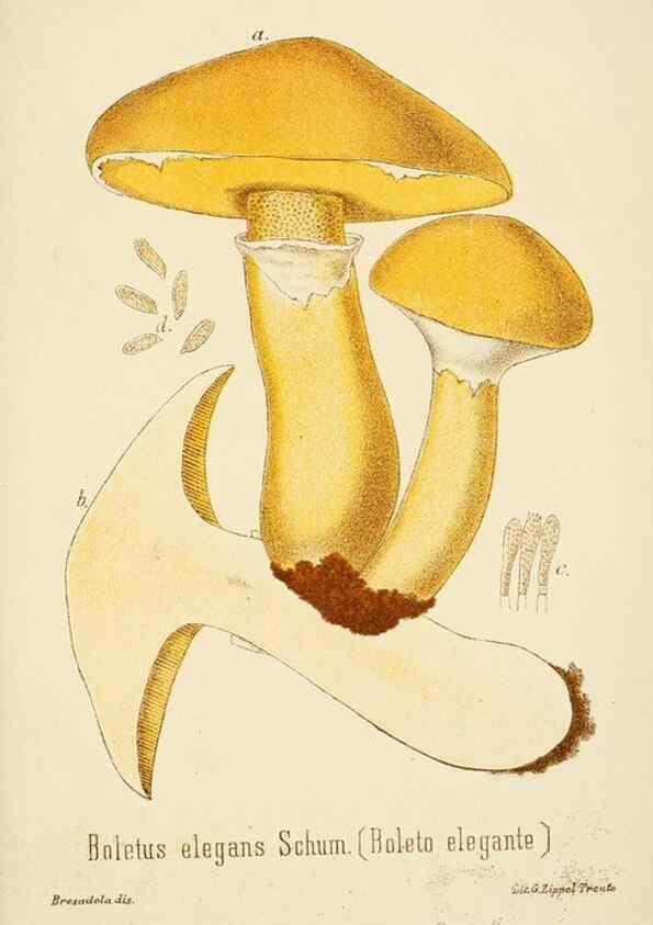 Reproducción/Reproduction 8573797963: I funghi mangerecci e velenosi dell'Europa media,. Trento,G. Zippel,1906.
