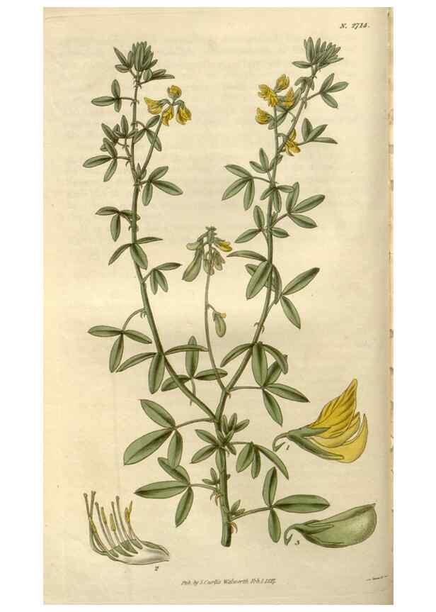 Reproducción/Reproduction 8611091918: Curtis's botanical magazine.. London ;New York [etc.] :Academic Press [etc.]