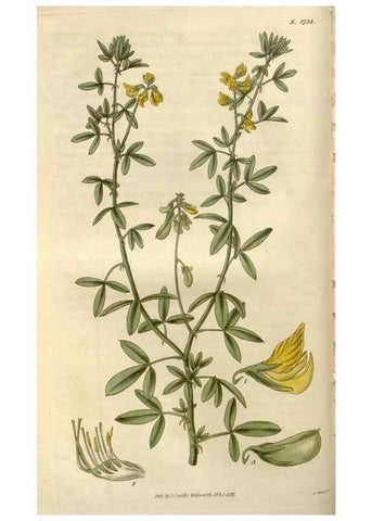 Reproducción/Reproduction 8611091918: Curtis's botanical magazine.. London ;New York [etc.] :Academic Press [etc.]