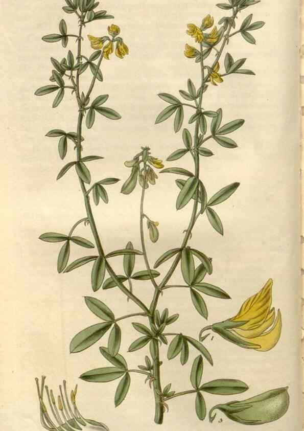 Reproducción/Reproduction 8611091918: Curtis's botanical magazine.. London ;New York [etc.] :Academic Press [etc.]