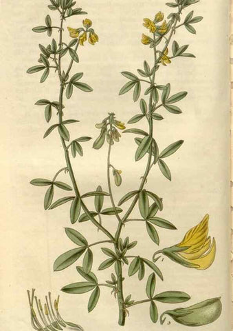 Reproducción/Reproduction 8611091918: Curtis's botanical magazine.. London ;New York [etc.] :Academic Press [etc.]